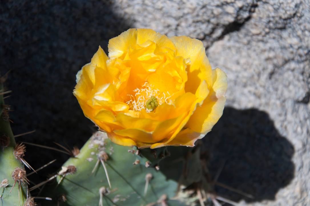 Pancake Prickly Pear