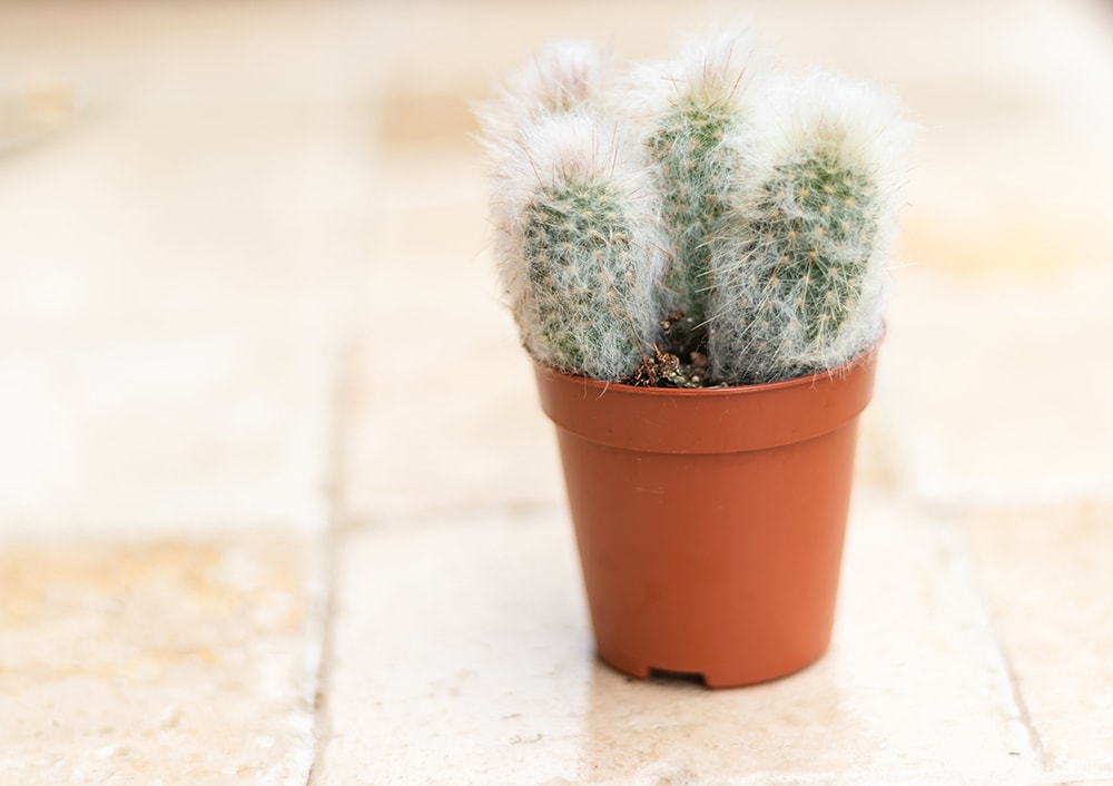 Peruvian Old Lady Cactus_kai foret_Shutterstock