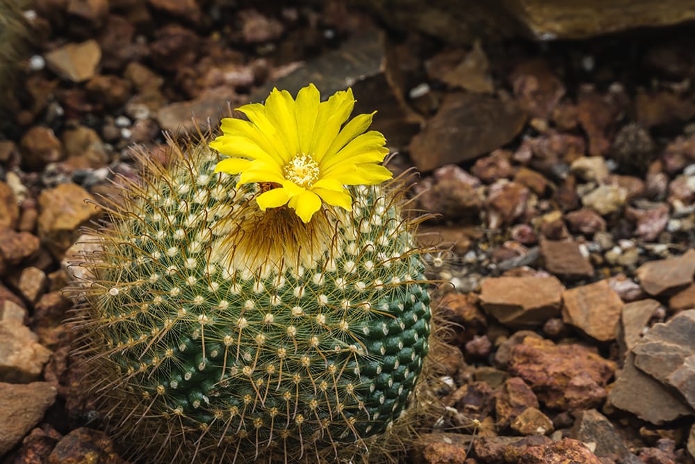 Pineapple Cactus_Sinchai Ngamsanguanpreech_Shutterstock
