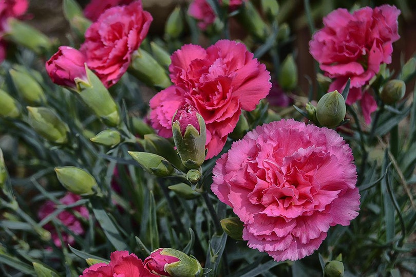 15 Types of Carnations to Grow at Home (with Pictures) | House Grail