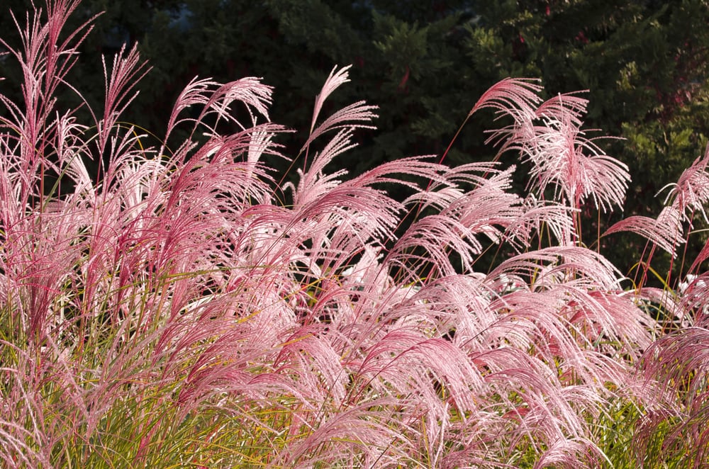 12 Different Types of Pampas Grass (with Pictures) House Grail