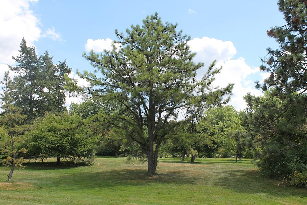 20 Types of Trees in New York (With Pictures) | House Grail