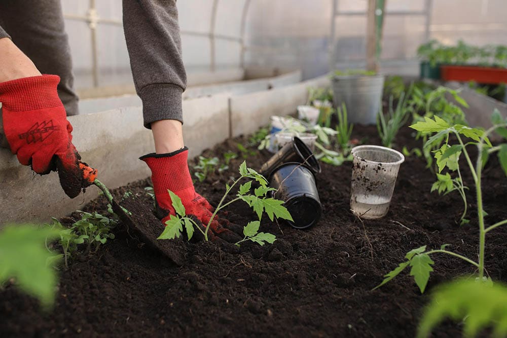 Planting tomatoes_Katya_Ershova_Pixabay