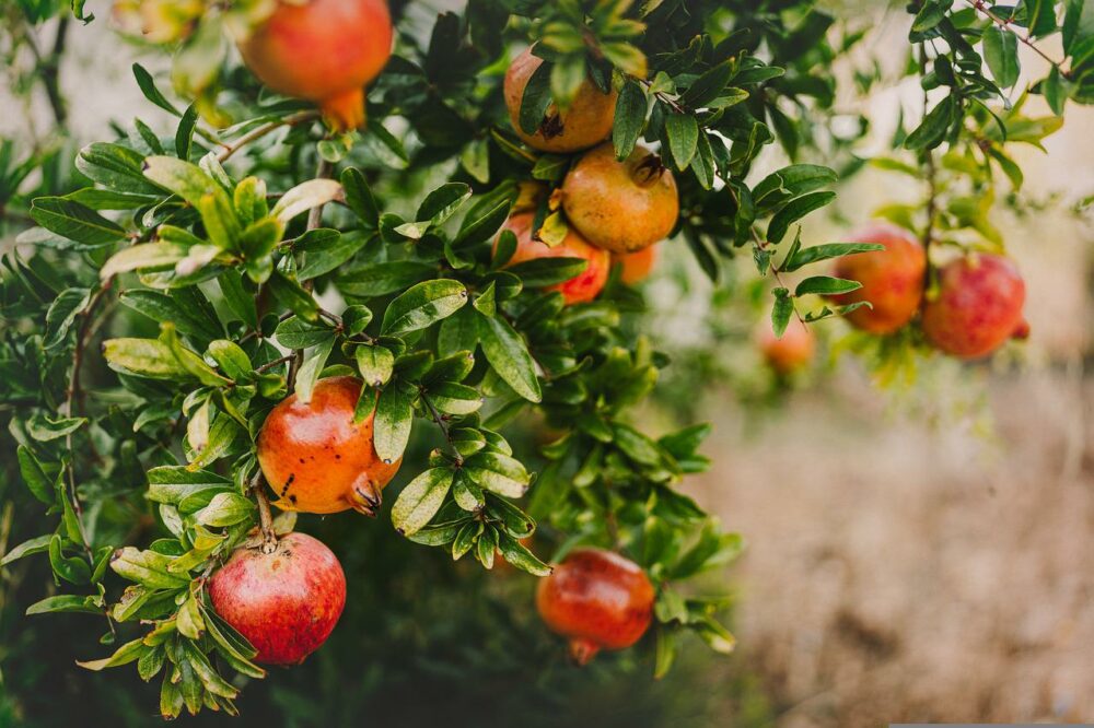 9 Pomegranate Varieties: Types & Tips | House Grail