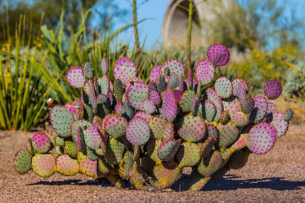 30-types-of-cacti-in-new-mexico-with-pictures-house-grail