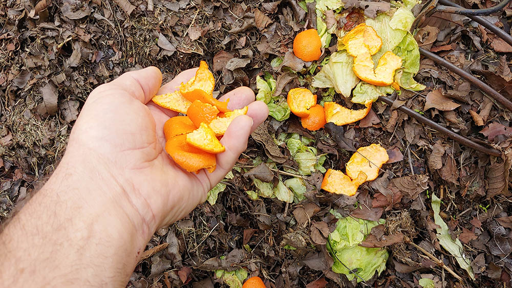 Reciclaje-de-cáscaras-de-naranja-en-un-compost_Duane-Hirst_Shutterstock