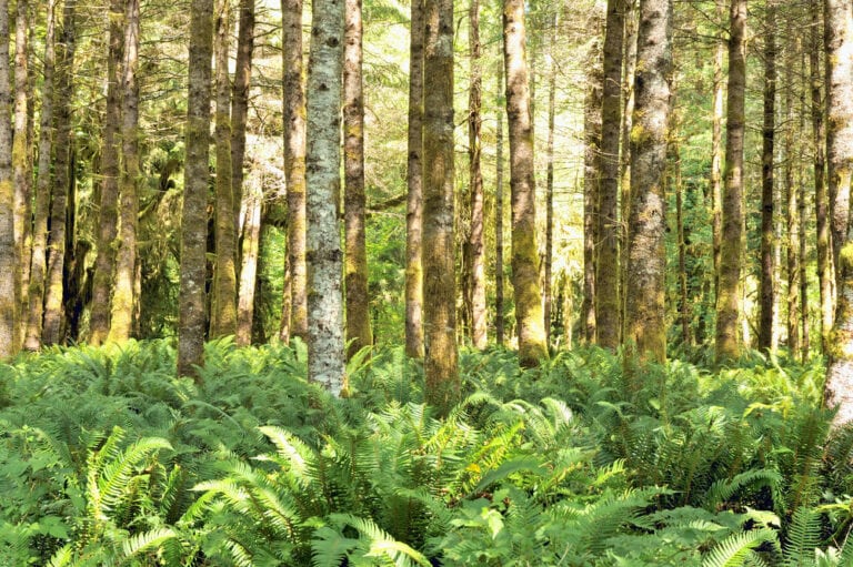 9 Types of Trees in Washington (With Pictures) | House Grail