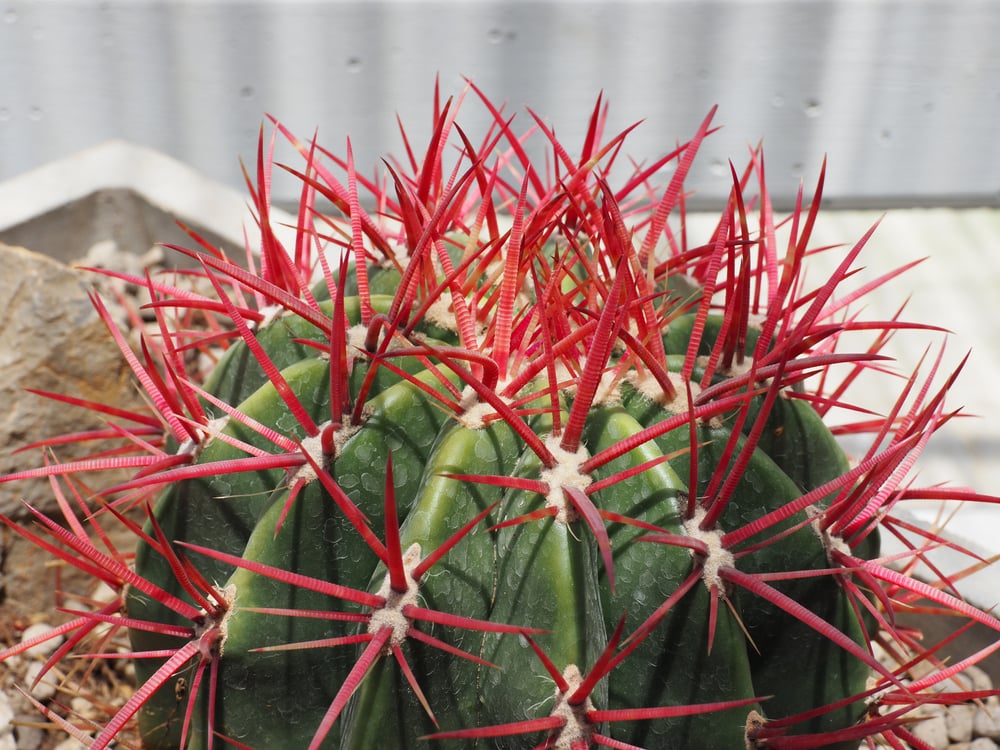 Red-Spined Barrel Cactus