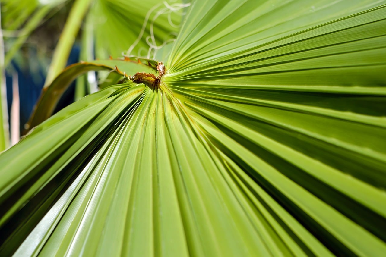 Sabal Palmetto