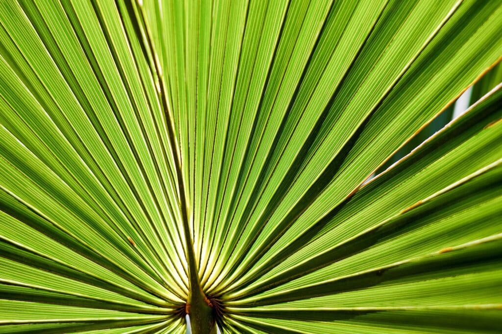 Sabal Palmetto