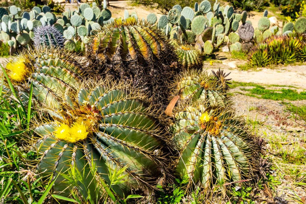 San Diego Barrel Cactus