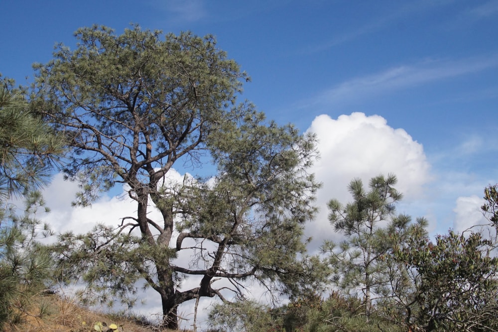 Santa Rosa Island Torrey Pine