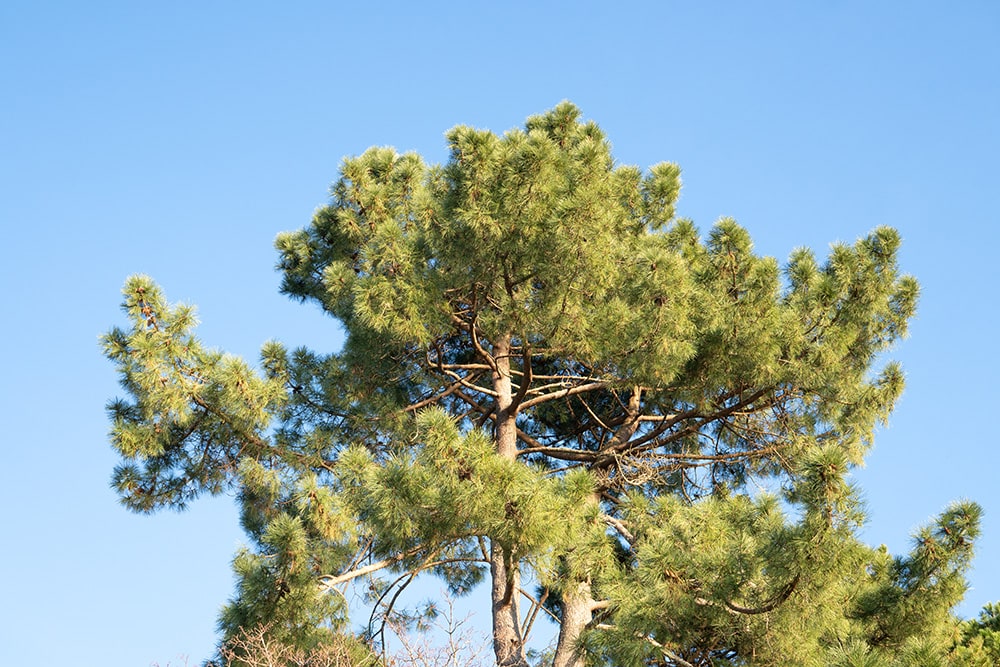 Shortleaf Pine Tree_Formatoriginal_Shutterstock