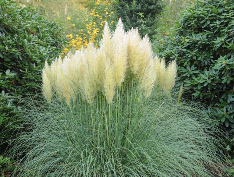 12 Different Types of Pampas Grass (with Pictures) | House Grail