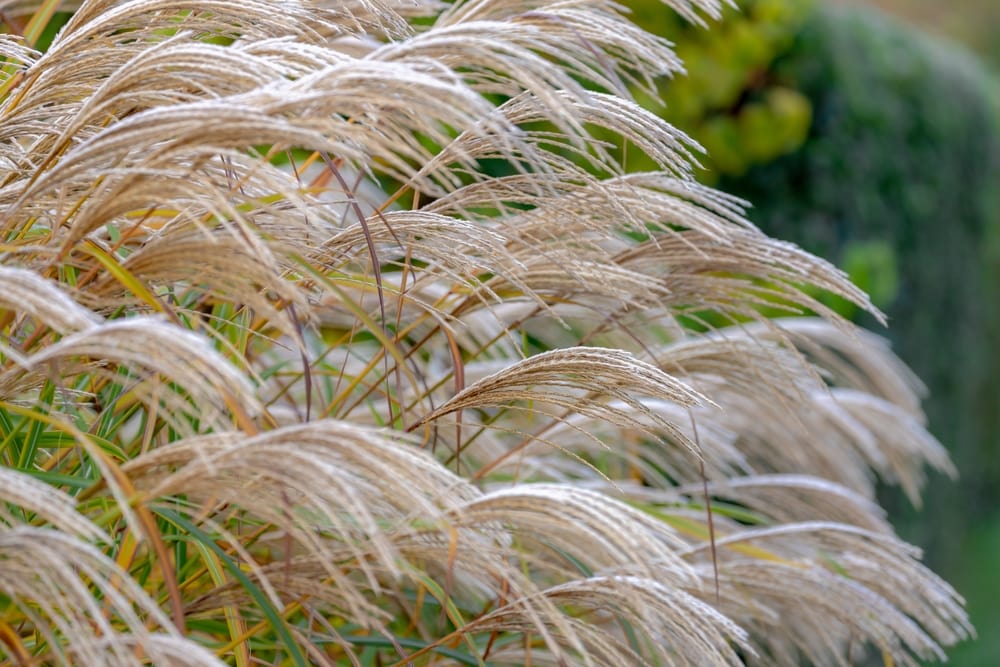 Silver Fountain Pampas Grass