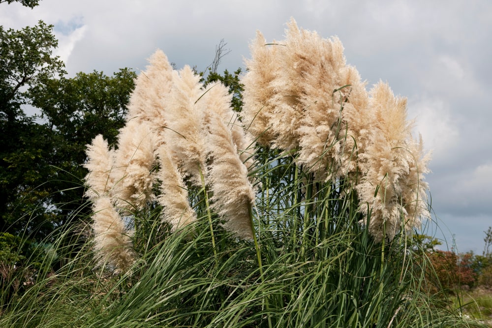 12 Different Types of Pampas Grass (with Pictures) | House Grail