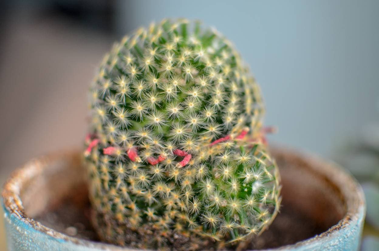 Small-flowered Fishhook Cactus