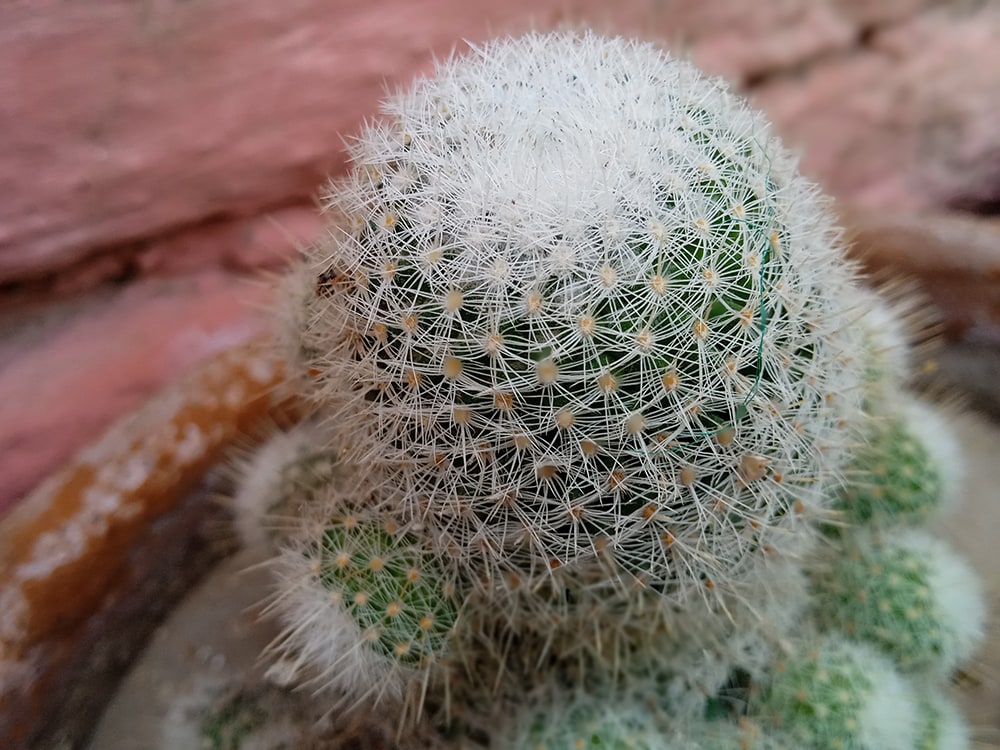 Snowball Cactus_Rao Ayaz_Shutterstock