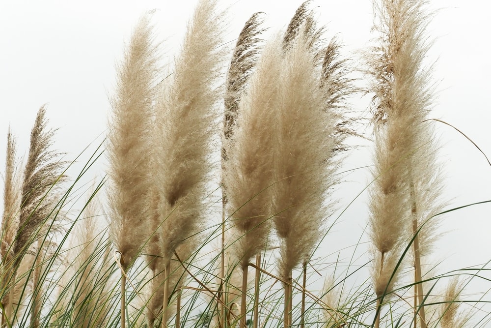 12 Different Types of Pampas Grass (with Pictures) | House Grail