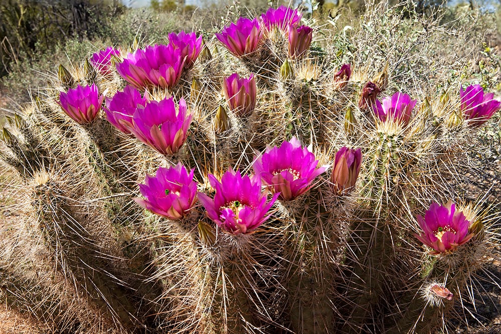 Strawberry Hedgehog Cactus_LHBLLC_Shutterstock