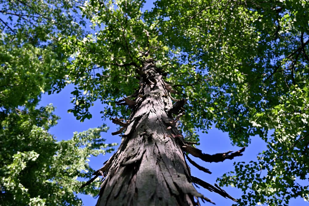 How To Get Free Trees In Tennessee