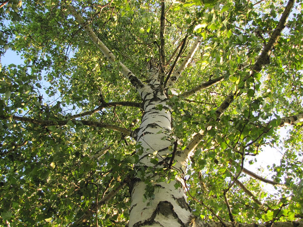 Sweet Birch Tree_Elizaveta Glinskaya_Shutterstock