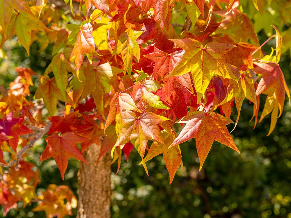 Sweetgum Tree_Joan Carles Juarez_Shutterstock