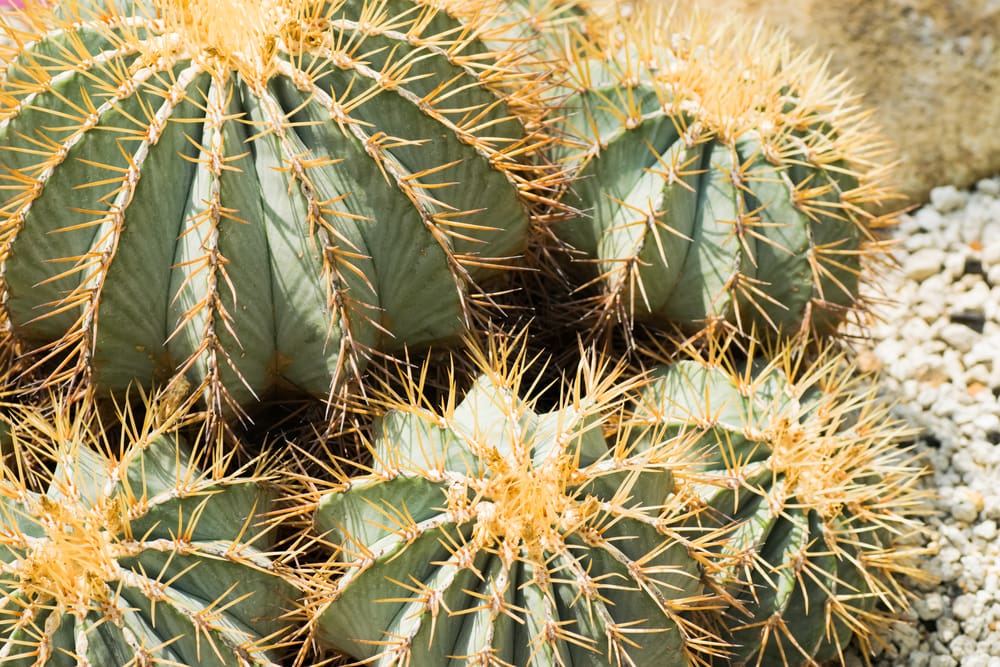 Texas Blue Barrel Cactus
