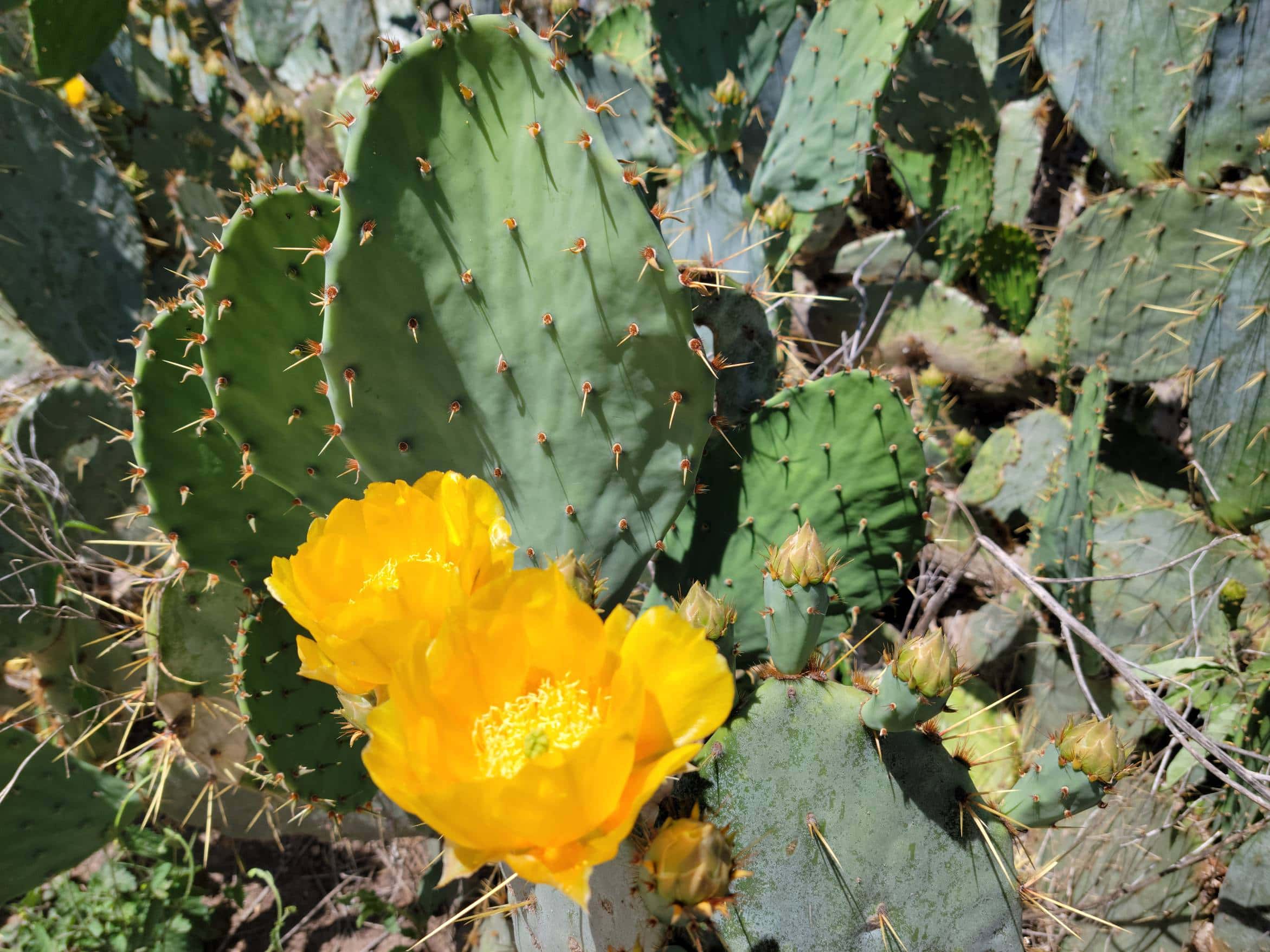 Texas Prickly Pear