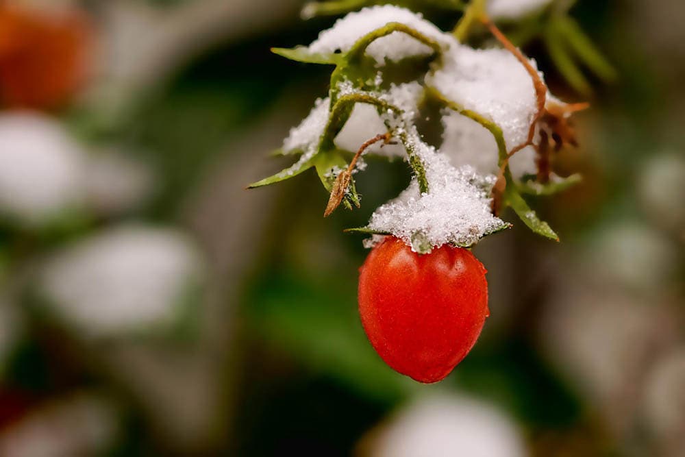 Tomato plant with snow_Schwoaeze, Pixabay