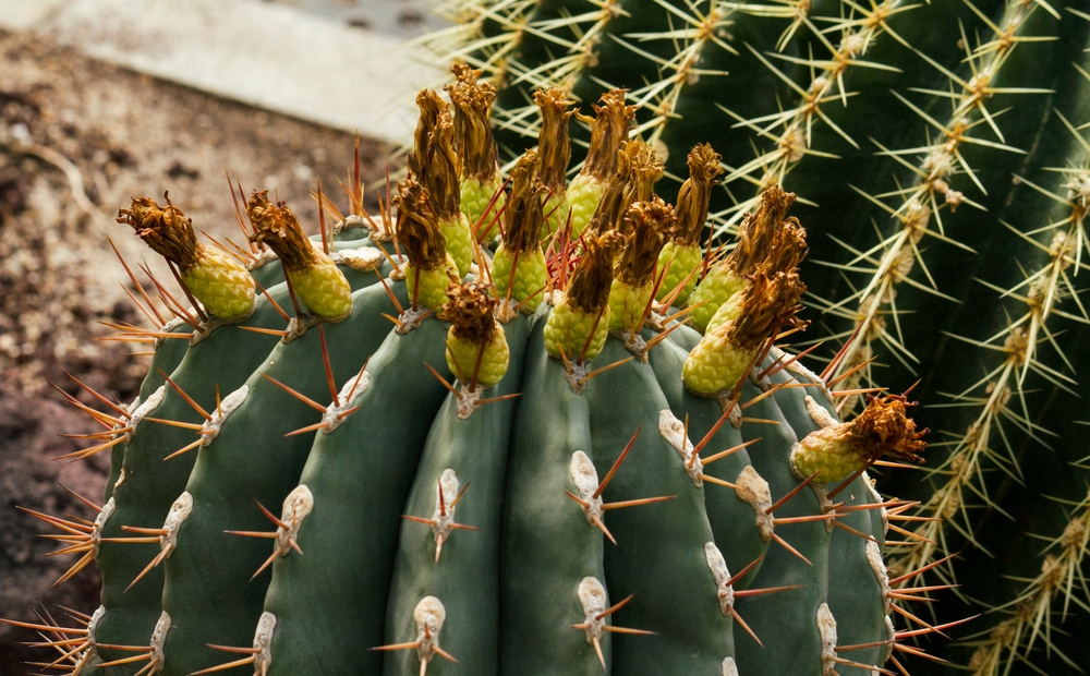 Townsend Barrel Cactus