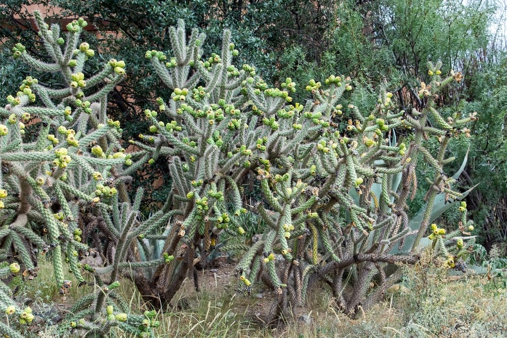 12 Types of Cacti in Texas (With Pictures) House Grail