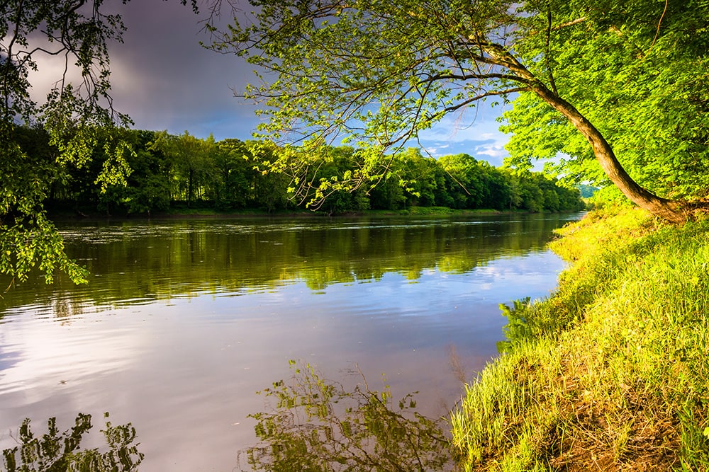 Trees in New Jersey_Jon Bilous_Shutterstock
