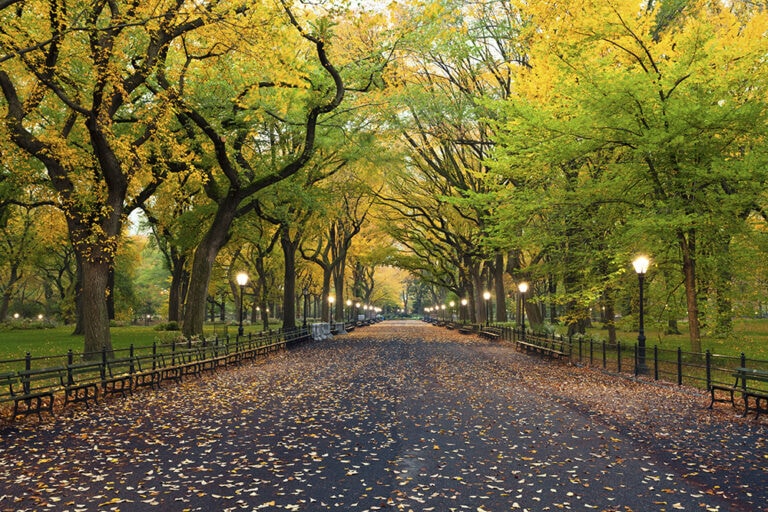 20 Types of Trees in New York (With Pictures) | House Grail