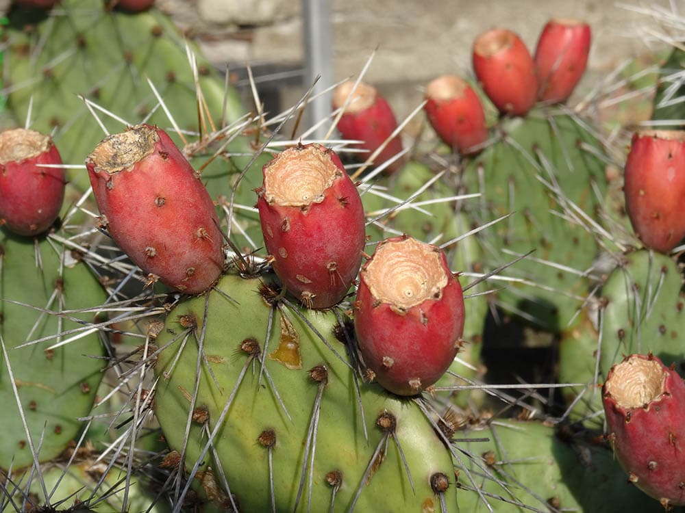 Tulip-Prickly-Pear_Natalia-Zagaja_Shutterstock