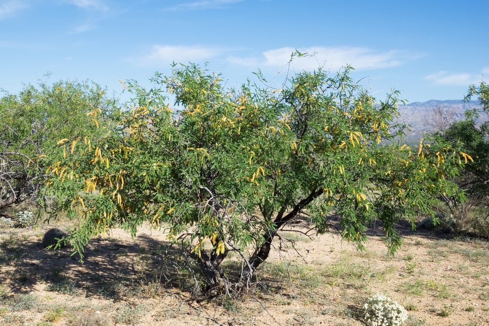 10 Types of Trees in Arizona (With Pictures) | House Grail