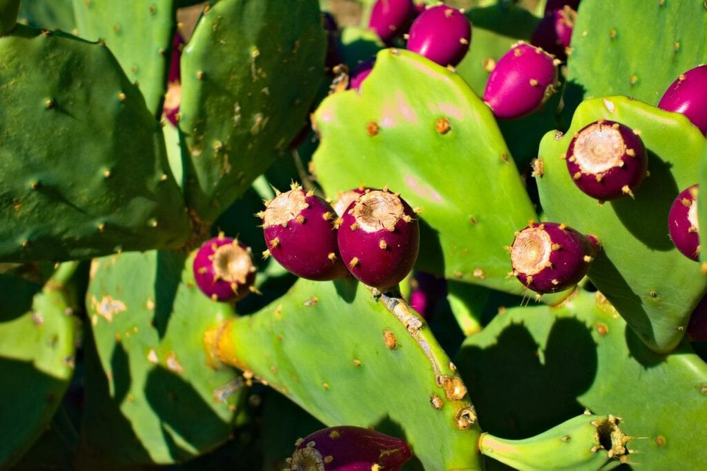 7 Common Types of Cacti in Arizona (with Pictures) | House Grail