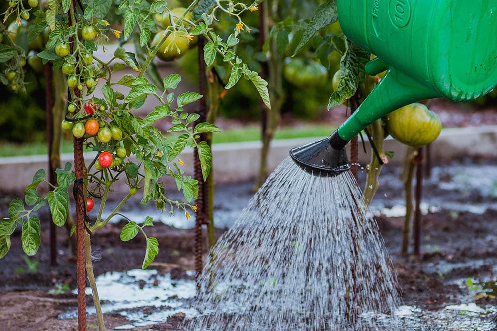 Watering tomato plants_jwvein_Pixabay