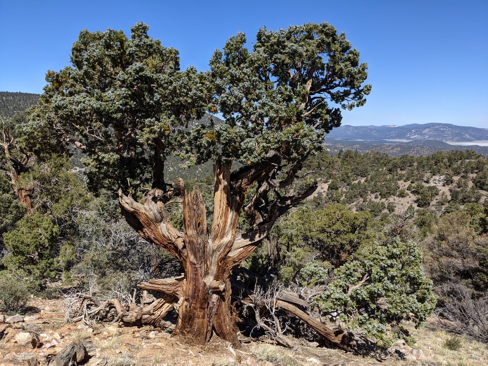 Western Juniper Tree