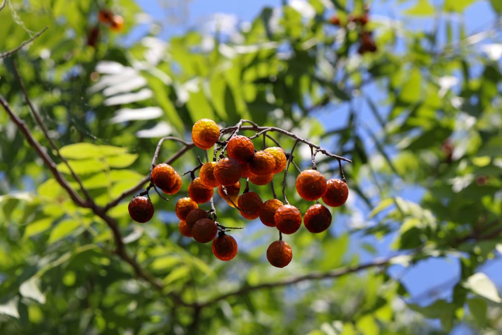 Western Soapberry