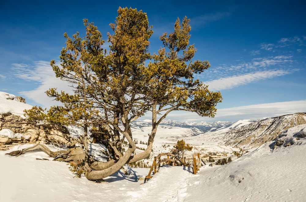 White Bark Pine