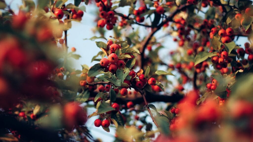 Winterberry Euonymus