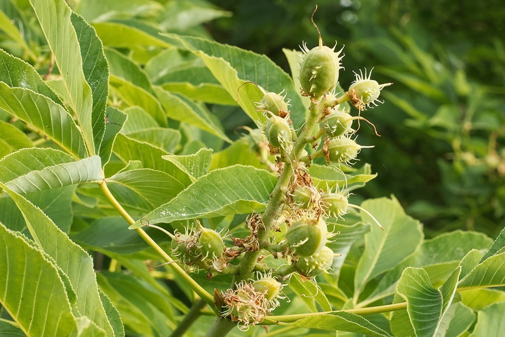Yellow Buckeye_arazu_Shutterstock