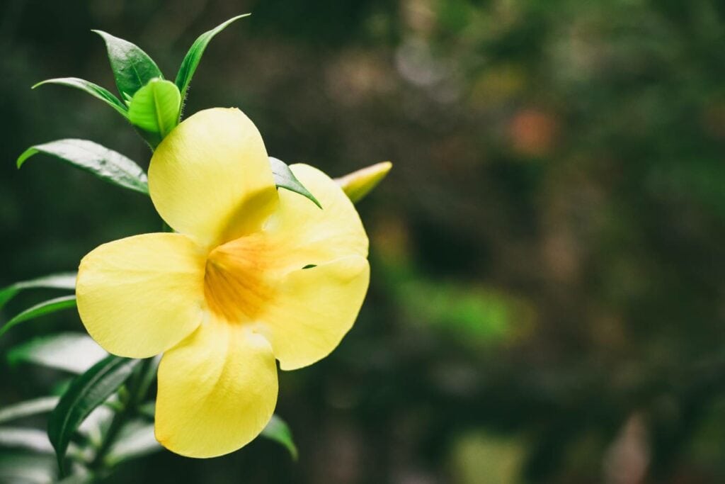 Yellow Jessamine