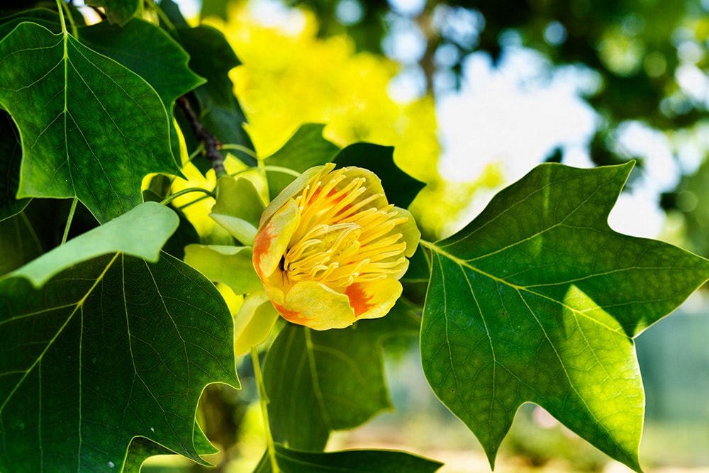 Yellow Poplar Tree_victimewalker_Shutterstock