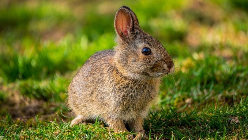 a cute little rabbit on grass