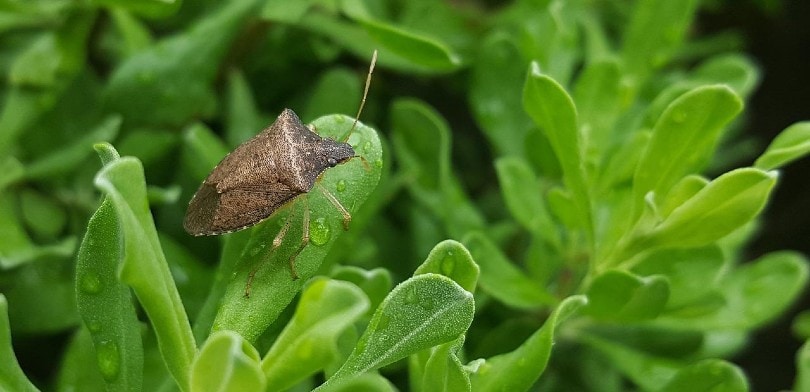 a stink bug on a green plant