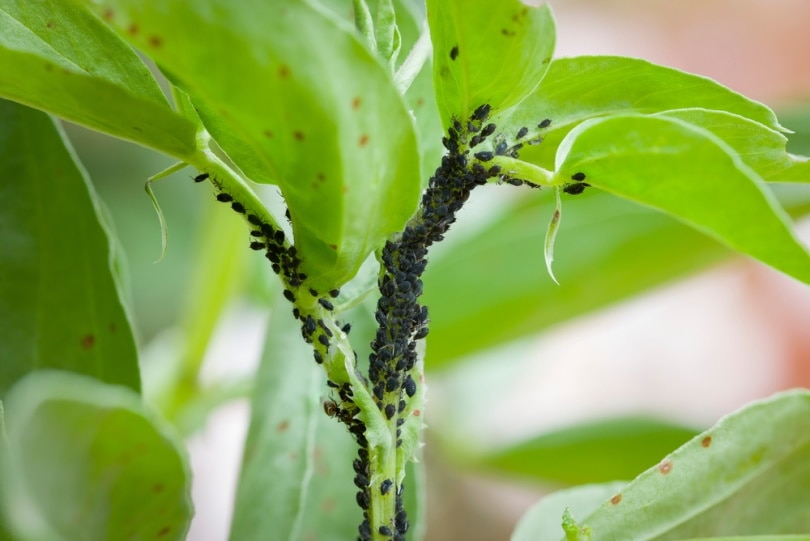 How to Remove Aphids From Indoor Plants - Back Gardener