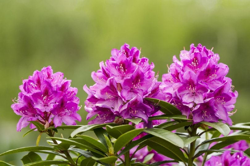 beautiful coast rhododendron flowers