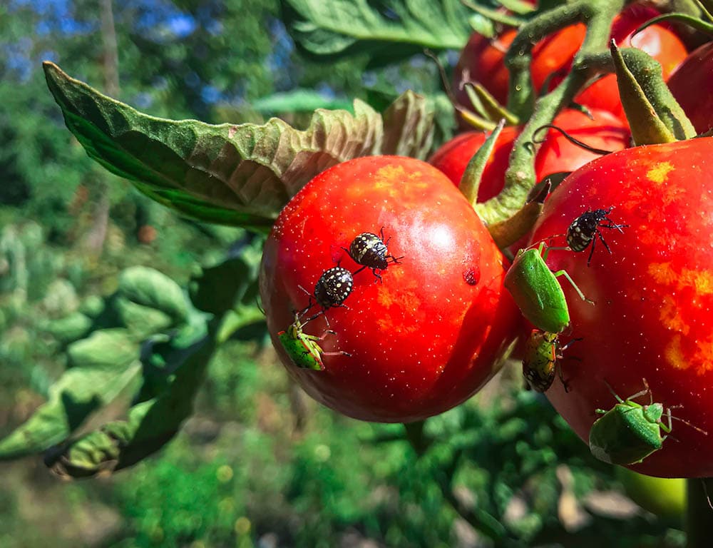 bug on red tomatoes_Benerys_Shutterstock